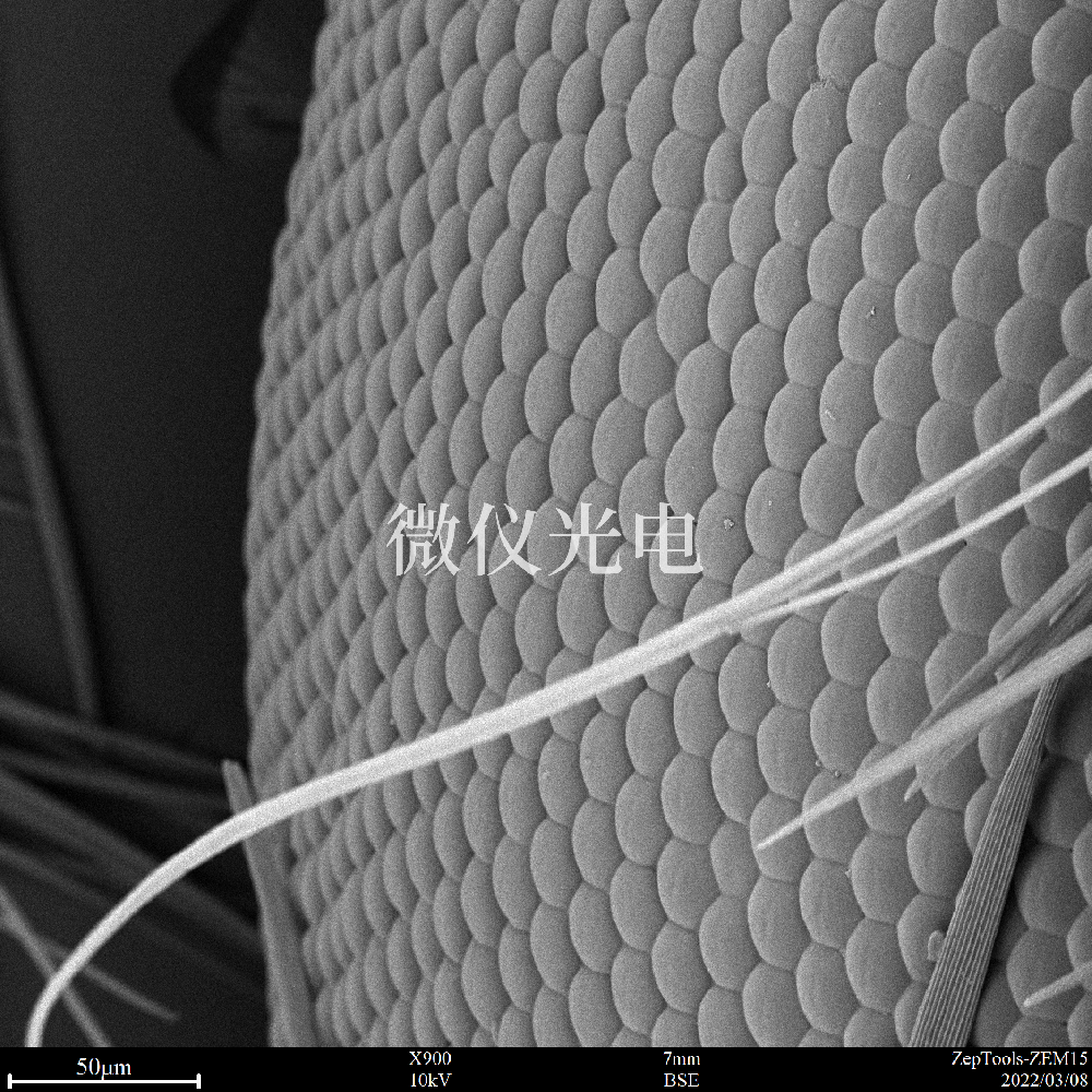 你知道sem掃描電鏡和激光共聚焦顯微鏡的這5個(gè)區(qū)別嗎？